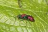 Chrysura dichroa